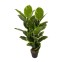 Baishi - Artificial Indian fig plant...